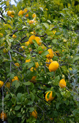 tree with ripe yellow lemons