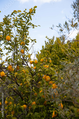 tree with ripe yellow lemons