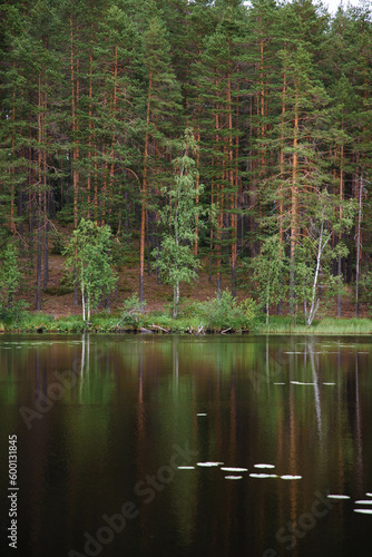trees over the lake in the forest