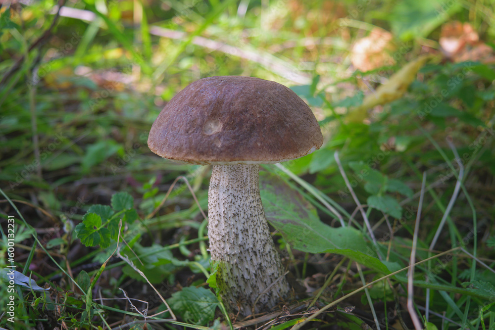 Beautiful boletus edulis mushroom banner in amazing green moss. Old magic forest mushrooms background. White mushroom in sunny day. Beautiful boletus edulis mushroom banner in amazing green moss. Old magic forest mushrooms background. White mushroom in sunny day.