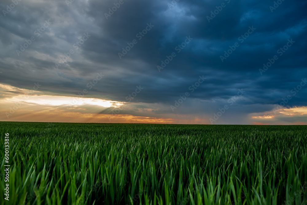 a storm and a beautiful sunset in a field with sprouted wheat