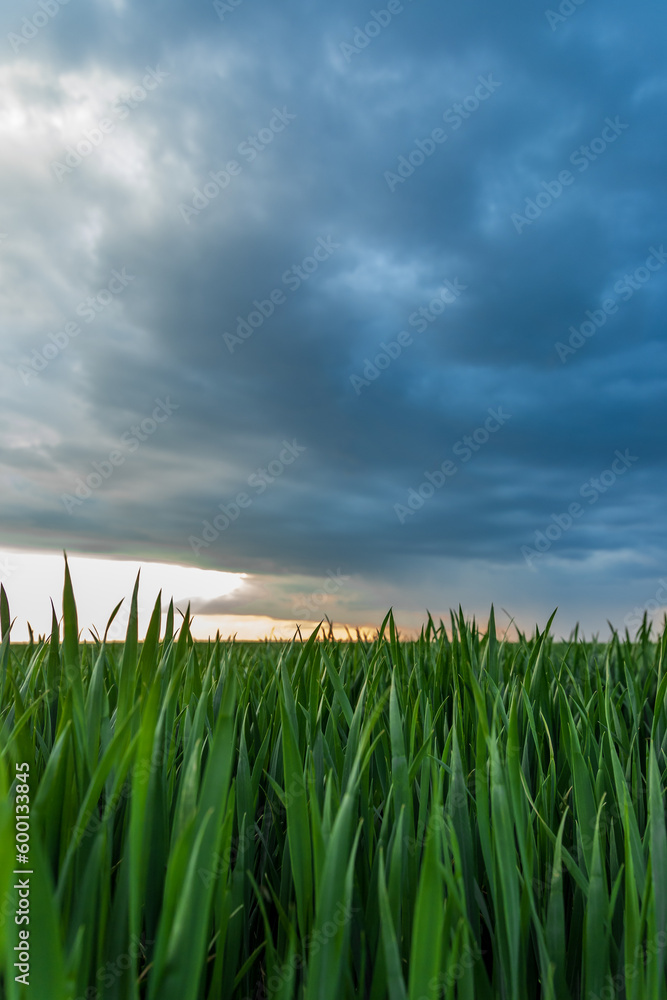 Fototapeta premium a storm and a beautiful sunset in a field with sprouted wheat