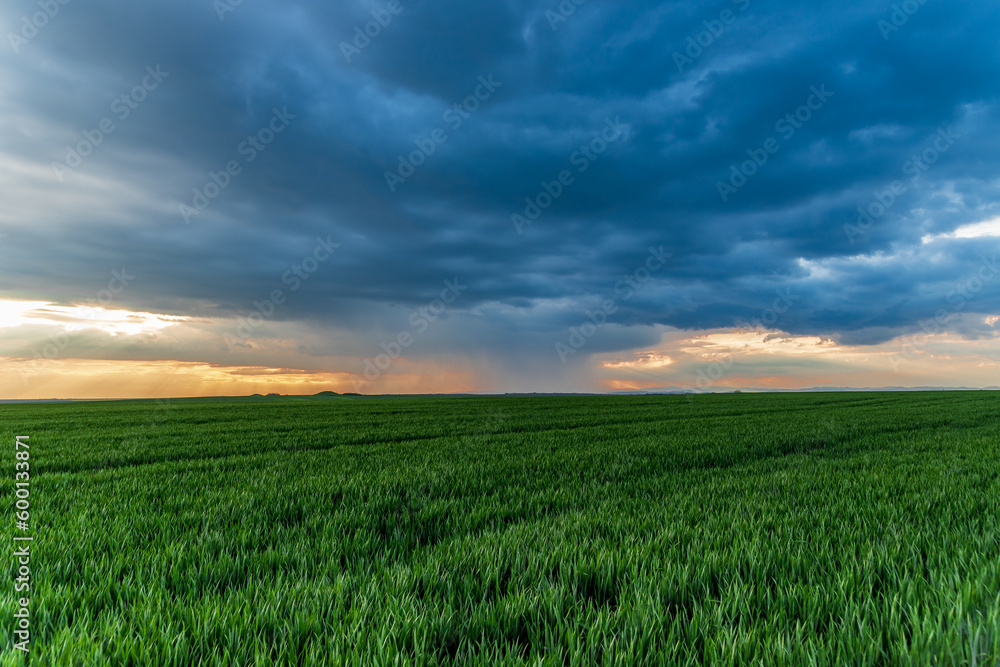 a storm and a beautiful sunset in a field with sprouted wheat a storm and a beautiful sunset in a field with sprouted wheat