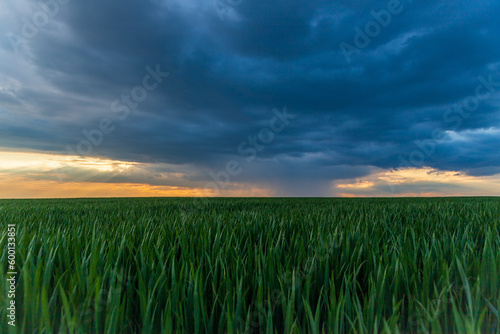 a storm and a beautiful sunset in a field with sprouted wheat
