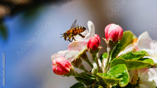 Bee collecting pollen on apple tree blossoming flower at spring. Apple tree bloom in may photo