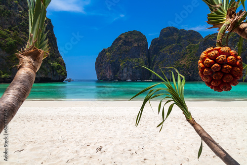 Fototapeta Naklejka Na Ścianę i Meble -  The legendary Maya Bay beach without people with a beautiful beach of sand, clear turquoise water and close uo view on fruit palm pandan tectorius. UNESCO World Heritage.