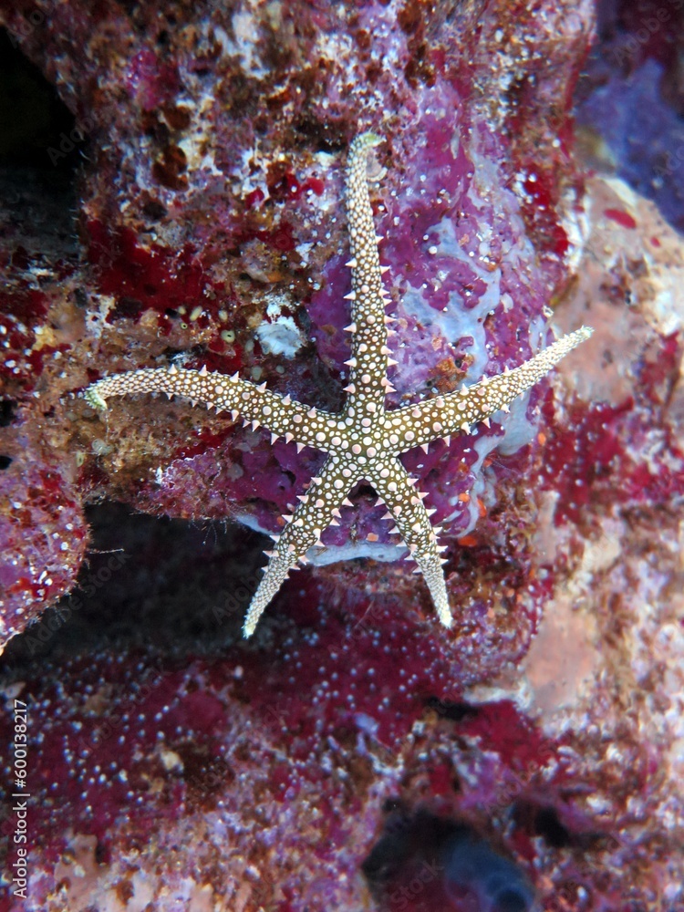 starfish of the red sea starfish of the red sea