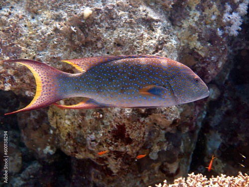 red sea grouper fish