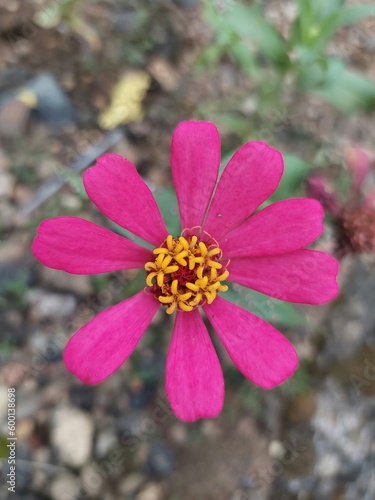 Flower pink
