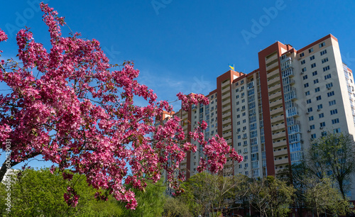 A blooming pink apple tree against the background of an apartment building with the flag of Ukraine, a concept of peaceful life for Ukrainians under Russian missile attacks © Sergio
