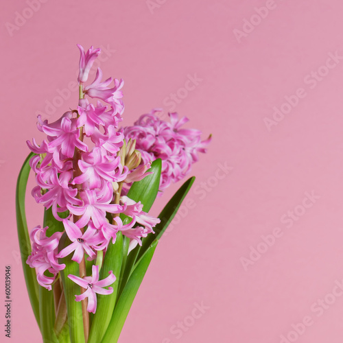 Pink Hyacinth flower on pink background. Mother s day. Close-up. Copy space. 