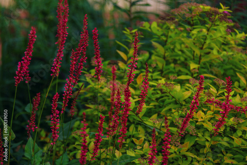 Close up beautiful red flowers of Persicaria amplexicaulis - Knotweed, growing on the meadow photo