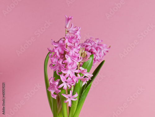 Pink hyacinth flowers on pink background. Mother s day card