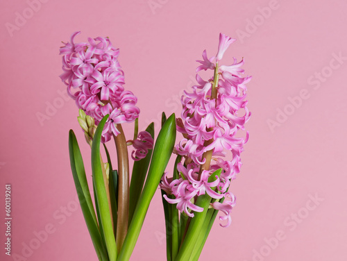 Pink hyacinth. Mother s day concept 