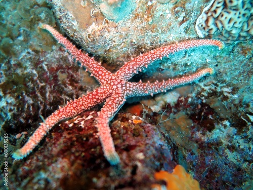 starfish of the red sea