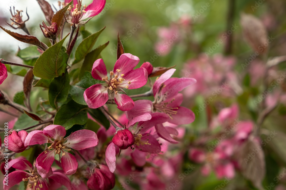 Beautiful pink apple flowers Malus floribunda. Springtime concept.