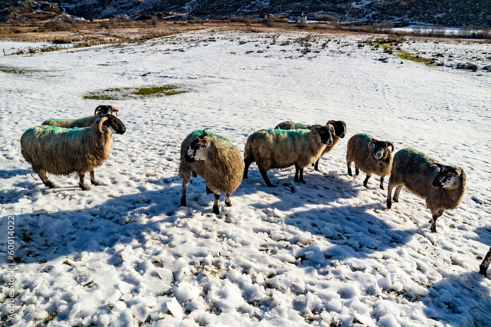 Naklejka premium Flock of sheep at a snow covered meadow in County Donegal - Ireland