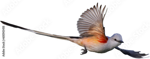 Scissor-tailed flycatcher. Tyrannus forficatus