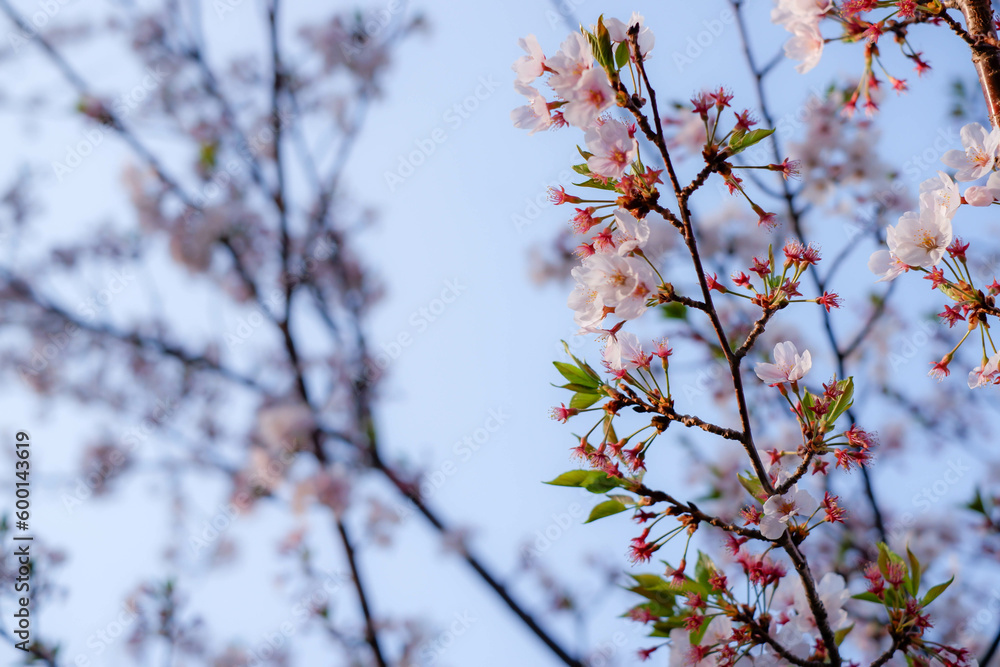 A close-up shot of blooming cherry blossoms on a tree branch A close-up shot of blooming cherry blossoms on a tree branch