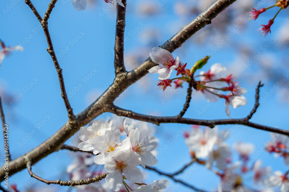 Close focus on cherry blossom (Sakura Tree Flower) and solf blur background Close focus on cherry blossom (Sakura Tree Flower) and solf blur background