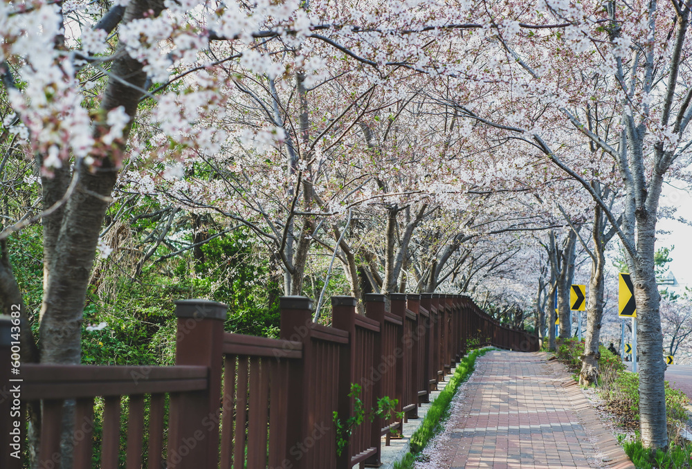 footpath in the park with Cherry Blossom petals on the ground during the full bloom during spring seasion footpath in the park with Cherry Blossom petals on the ground during the full bloom during spring seasion