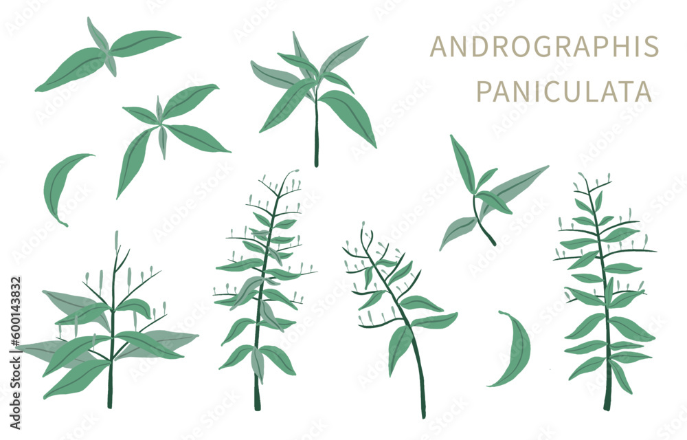 Andrographis; paniculata object for health on white background Andrographis; paniculata object for health on white background