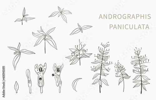 Andrographis; paniculata line object for health on white background