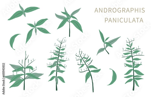Andrographis; paniculata object for health on white background