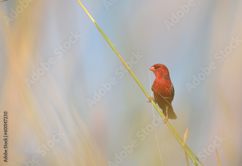 Bird (Red Avadavat) , Thailand