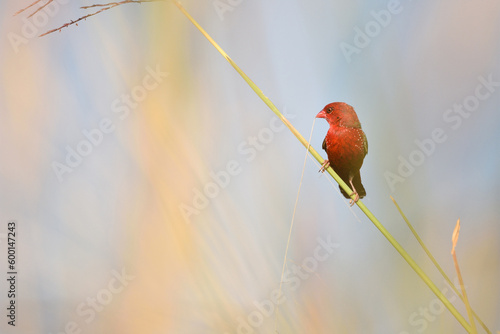 Bird (Red Avadavat) , Thailand