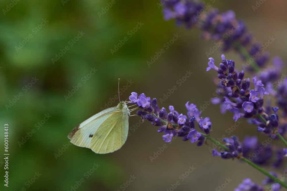 Kleiner Kohlweißling (Pieris rapae) an Lavendel Kleiner Kohlweißling (Pieris rapae) an Lavendel
