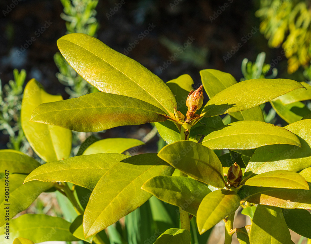 Obraz premium Spring garden. A blooming bud of a rhododendron flower