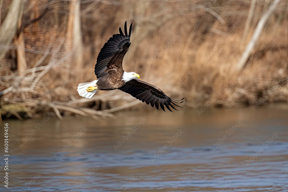 Bald Eagle Flying Over the Paulinskill River in New Jersey Looking for Fish