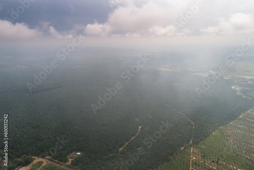 Palm Oil Plantation view from above
