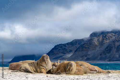 walrus on the beach, wildlife, wild animal