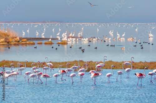 Bird paradise, Akyatan Lagoon - Adana, Turkey