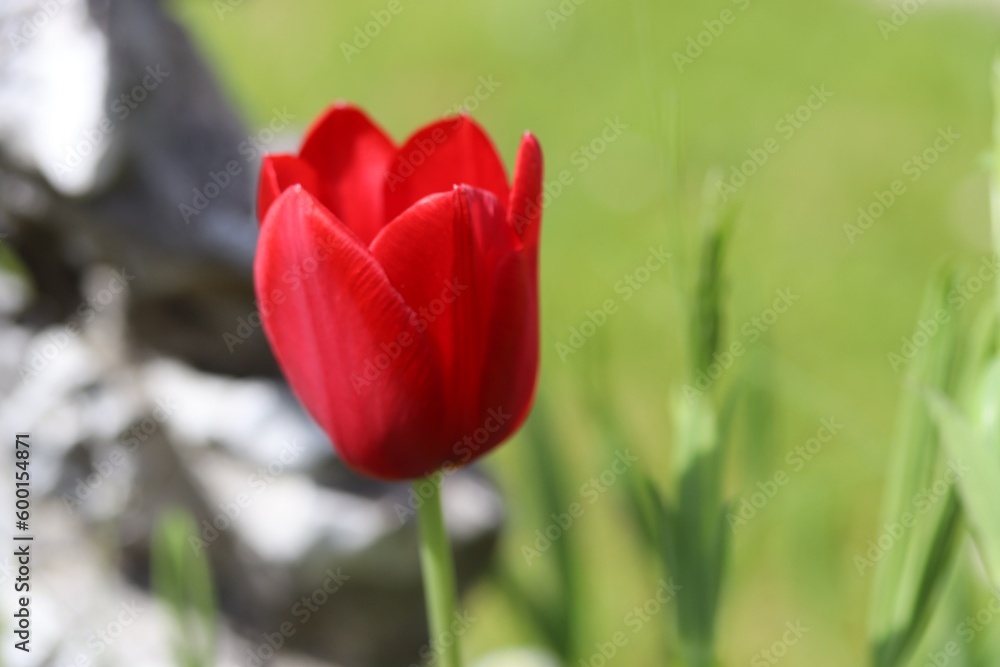 Naklejka premium Rote Tulpe makro 