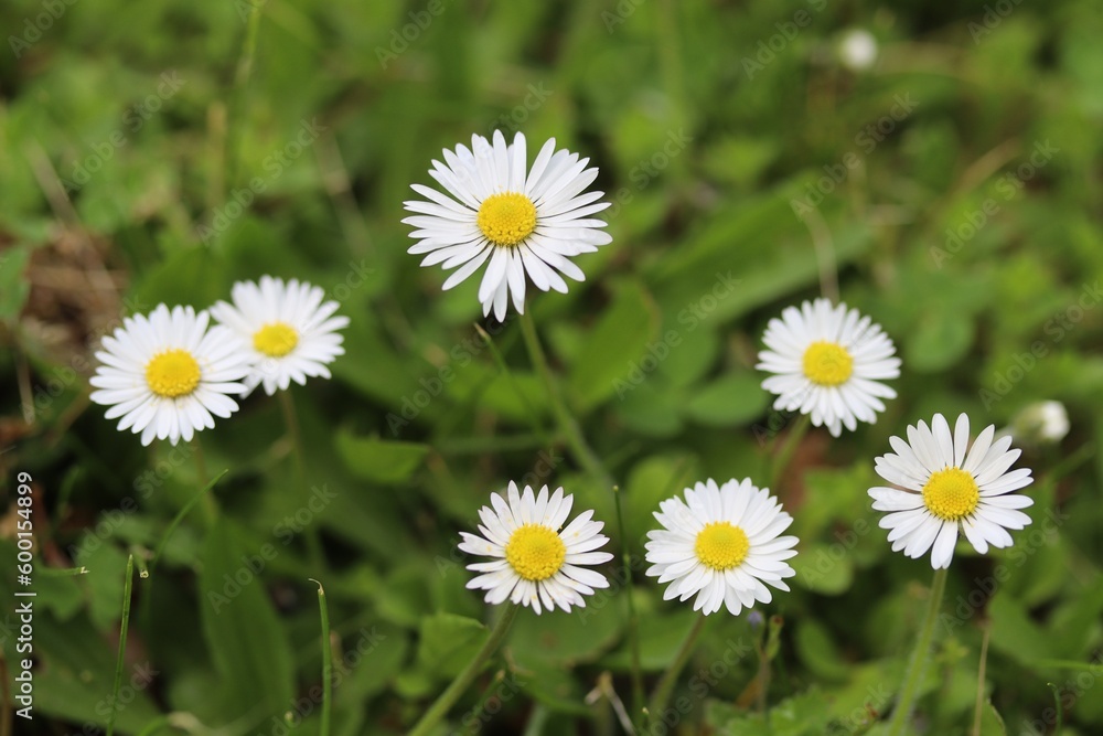 Gänseblümchen auf der Wiese