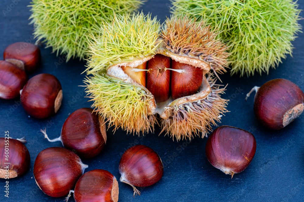 Closeup of brown chestnuts during autumn harvest Closeup of brown chestnuts during autumn harvest