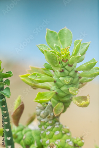 Euphorbia ritchiei, a small green succulent plant with thorny stems, is commonly planted as an ornamental plant for home and garden purposes. photo