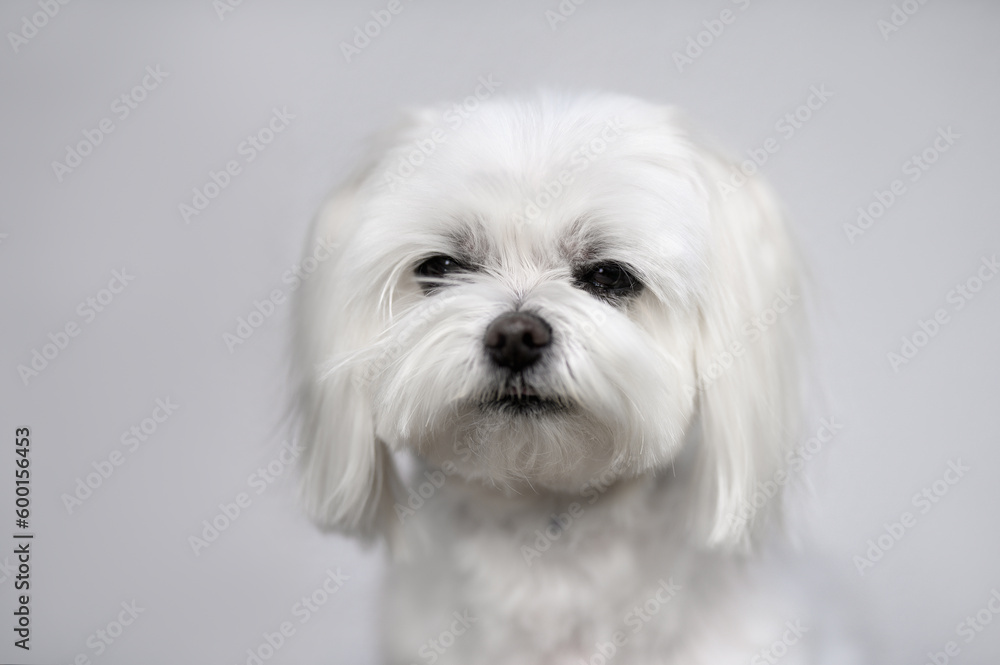 close up portrait of a maltese dog on grey background in natural light close up portrait of a maltese dog on grey background in natural light