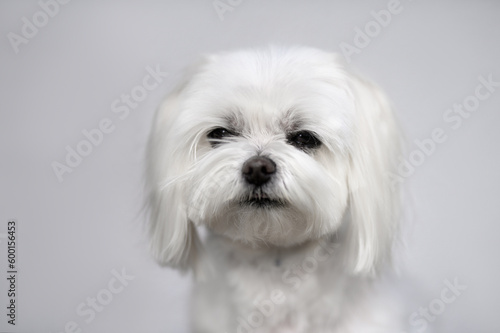 close up portrait of a maltese dog on grey background in natural light