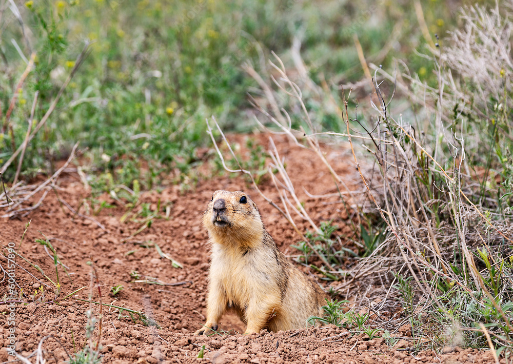 Fototapeta premium Gopher peeking out of his mink in the Astrakhan steppe. Closeup
