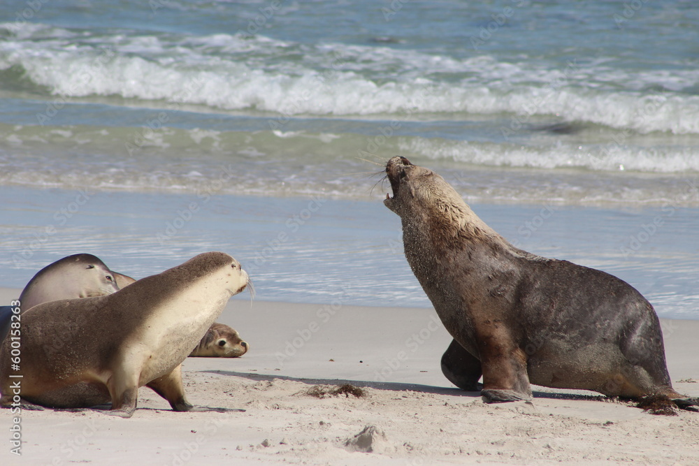 Fototapeta premium Sea lions kangaroo island