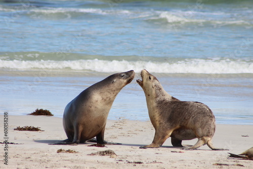 Sea lions kangaroo island