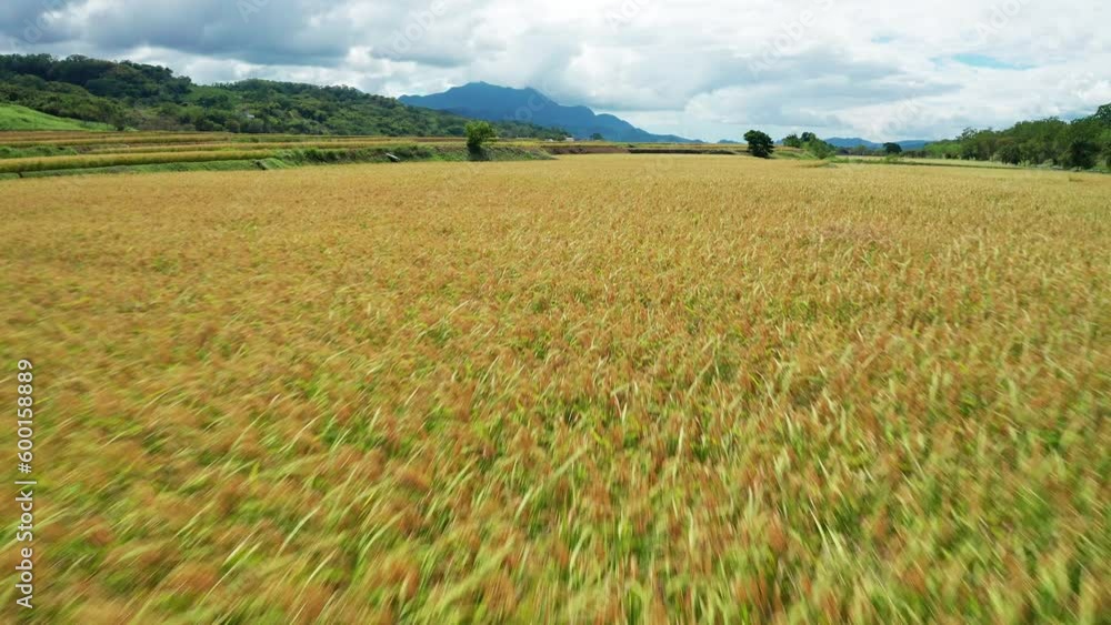 Low angle aerial view of green rice paddy field