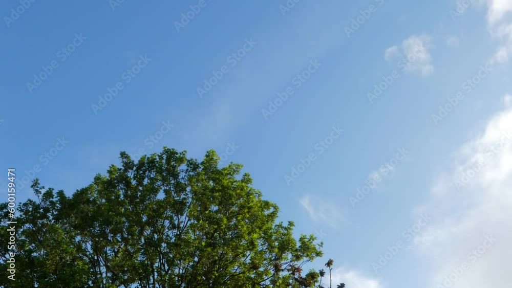 Time lapse of clouds in the sky. Cumulonimbus clouds speeding over vegetation in the foreground. Time lapse of clouds in the sky. Cumulonimbus clouds speeding over vegetation in the foreground.