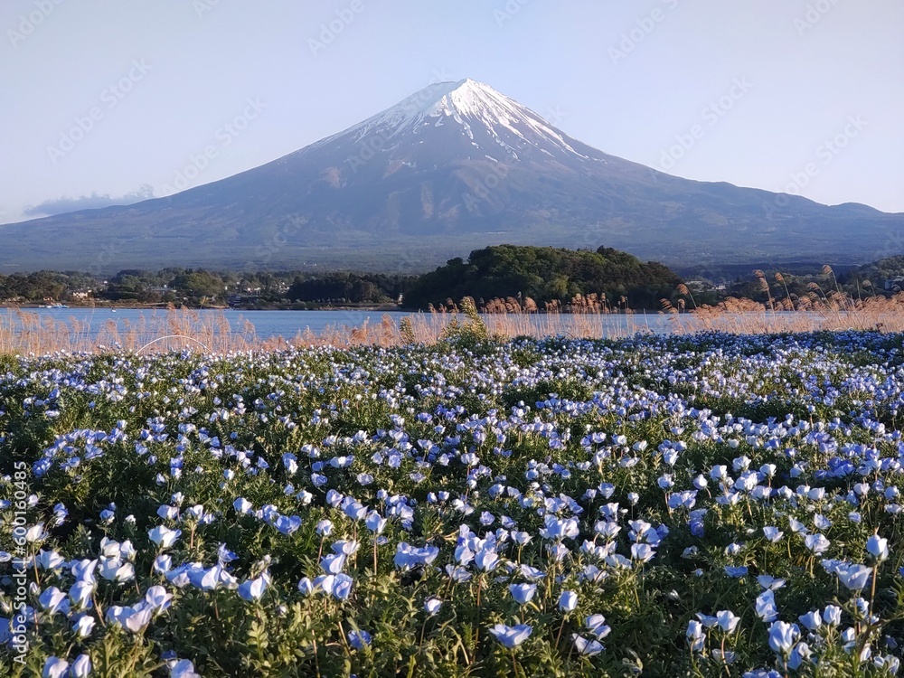 ネモフィラ畑と富士山