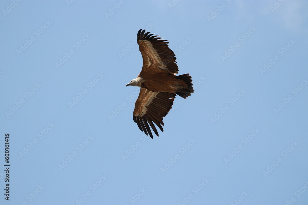 Obraz premium griffon vulture flying on blue sky 