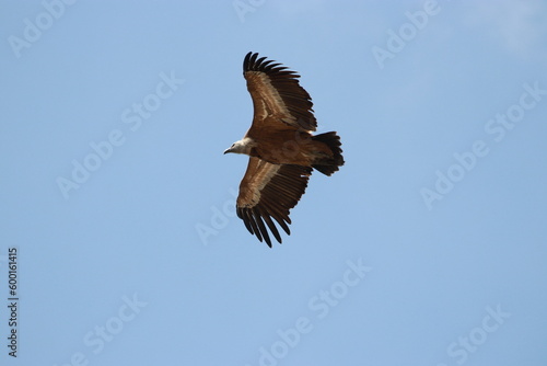 griffon vulture flying on blue sky 